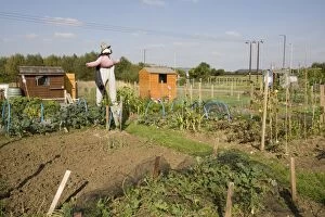 Images Dated 26th September 2008: Scarecrow on public allotments vegetable plots
