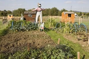 Scarecrow on public allotments vegetable plots