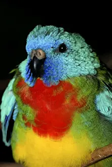 Parakeets Prints: Scarlet-chested Parakeet - Australia