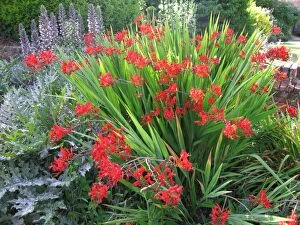 Images Dated 16th July 2005: Scarlet coloured Crocosmia (Foreground) Acanthus / Bear's Breeches (Background)