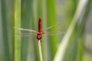 Images Dated 16th July 2006: Scarlet Dragonfly. France