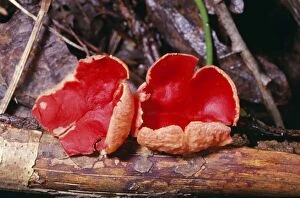 Images Dated 25th October 2005: Scarlet Elf-cap Fungi - woodland fungus