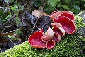 Images Dated 10th March 2013: Scarlet Elf Cup