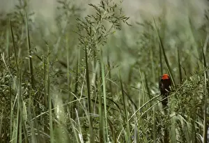 Pampas Prints: Scarlet Headed Blackbird Pampas, Argentina BI005837