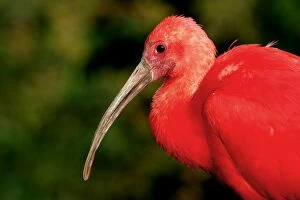 Images Dated 21st September 2004: Scarlet Ibis - captive