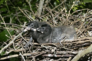 Images Dated 18th February 2005: Scarlet Ibis - two chicks in nest. Venezuela