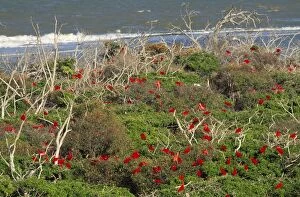 Scarlet Ibis - in coastal mangroves