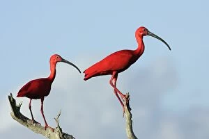 Images Dated 18th February 2005: Scarlet Ibis. Coro Peninsula - Venezuela