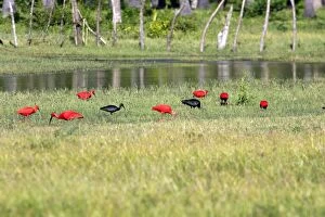 Images Dated 17th February 2005: Scarlet Ibis. Coro Peninsula - Venezuela