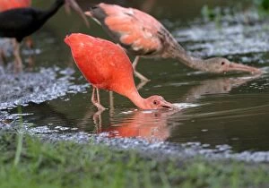 Scarlet Ibis - feeding