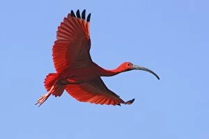 Images Dated 17th February 2005: Scarlet Ibis - in flight
