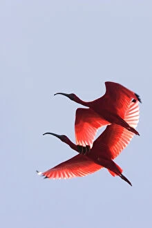 Scarlet Ibis - two in flight