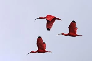 Images Dated 17th February 2005: Scarlet Ibis - three in flight. Coro Peninsula - Venezuela