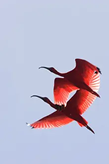 Venezuela Prints: Scarlet Ibis - two in flight. Coro - Venezuela