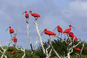 Scarlet Ibis - flock
