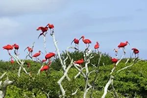 Scarlet Ibis - flock. Coro - Venezuela