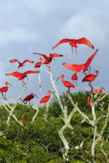 Scarlet Ibis - flock. Coro - Venezuela