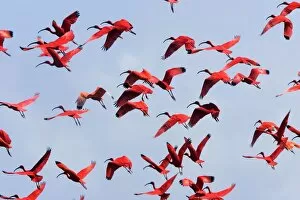 Scarlet Ibis - flock in flight