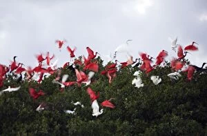Images Dated 17th February 2005: Scarlet Ibis - flock in flight. Coro Peninsula - Venezuela