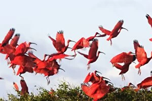 Scarlet Ibis - flock taking off