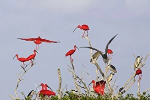 Images Dated 18th February 2005: Scarlet Ibis - flock in tree. Coro Peninsula - Venezuela