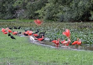 Scarlet Ibis - group with Glossy Ibis