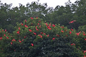 Images Dated 5th December 2008: Scarlet Ibis - at roost - Caroni swamp