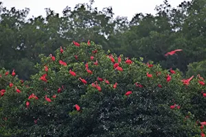 Caribbean Prints: Scarlet Ibis - at roost - Caroni swamp - Trinidad