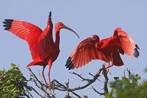 Images Dated 17th February 2005: Scarlet Ibis - two. Coro Peninsula - Venezuela