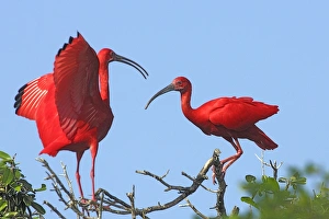 Images Dated 17th February 2005: Scarlet Ibis - two. Coro Peninsula - Venezuela