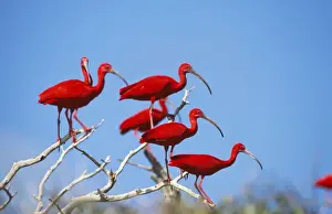 Scarlet Ibis Venezuela