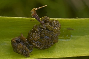 Images Dated 9th August 2007: Scarlet Lily Beetle Larvae - England - UK - Larvae cover themselves with its own sticky black