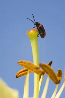 Scarlet Lily Beetle on lily flower. UK