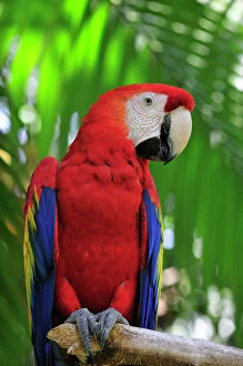Central America Collection: Scarlet macaw