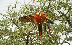 Images Dated 8th November 2010: Scarlet Macaw