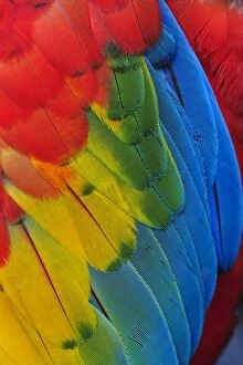 Wing Gallery: Scarlet Macaw, captive, Cali, Colombia