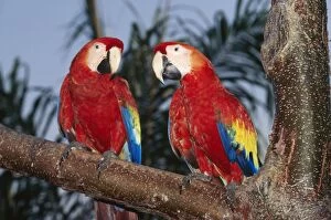 Images Dated 25th November 2004: Scarlet Macaw Central, South Amercia