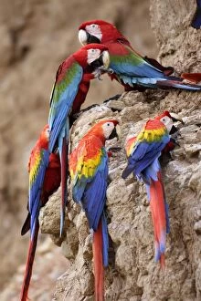 Scarlet Macaw - at clay lick