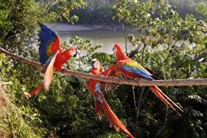 Images Dated 13th September 2006: Scarlet Macaw Famille Psittacidae Manu Wildlife Centre Peru