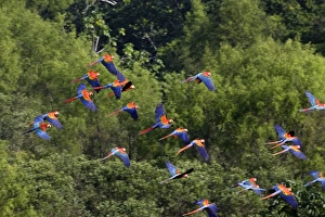 Images Dated 30th August 2006: Scarlet Macaw Famille Psittacidae Tambopata Nature Reserve Peru