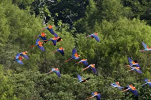 Macaws Prints: Scarlet Macaw Famille Psittacidae Tambopata Nature Reserve Peru