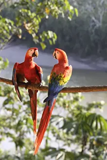 Scarlet Macaw Familly: Psittacidae Manu Wildlife Centre Peru