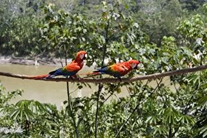 Images Dated 12th September 2006: Scarlet Macaw Family: Psittacidae Manu Wildlife Centre Amazon Peru