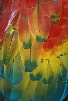 Macaws Prints: Scarlet Macaw - Feathers