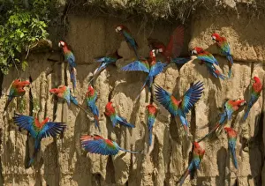 Clay Lick Prints: Scarlet Macaw - flock at clay lick. Manu National Park - Peru