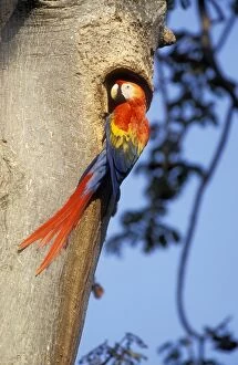 Images Dated 9th February 2005: Scarlet Macaw At nest. Venezuela
