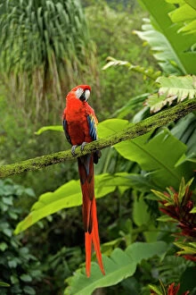 Parrots Collection: Scarlet Macaw - Rainforest Guatemala