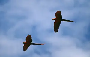 Macaws Prints: Scarlet Macaw WAT 3557 x 2 in flight Ara macao © M. Watson / ARDEA LONDON