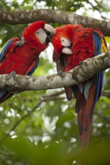 Images Dated 15th May 2013: Scarlet macaws (Ara macao) wild Chiapas