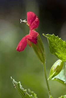 Scarlet monkeyflower - in the wild